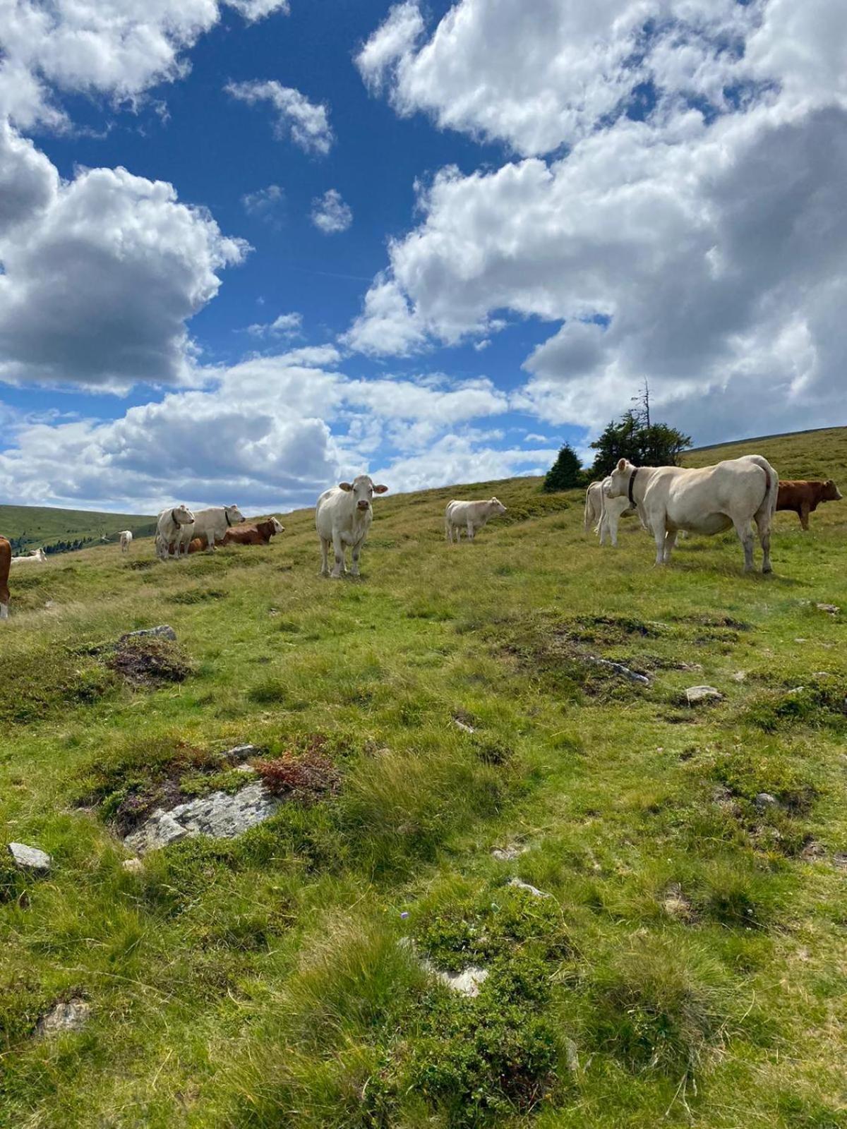 Ferienwohnungen Klimbacher Wolfsberg Cameră foto